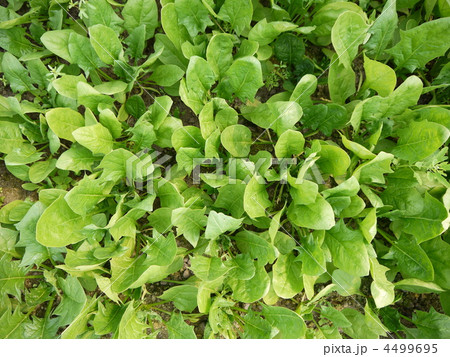 ホウレン草 ホウレン草 4499695