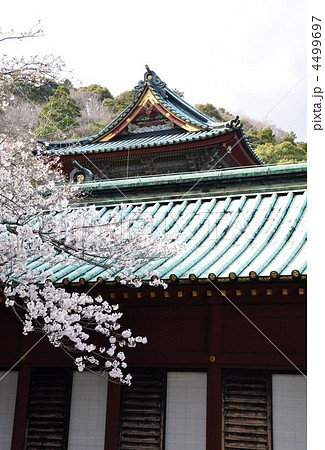静岡浅間神社　大拝殿と桜 4499697