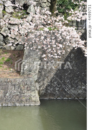 駿府城跡　中堀の桜 4499751
