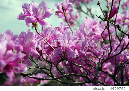 ミヤマツツジ 4499762