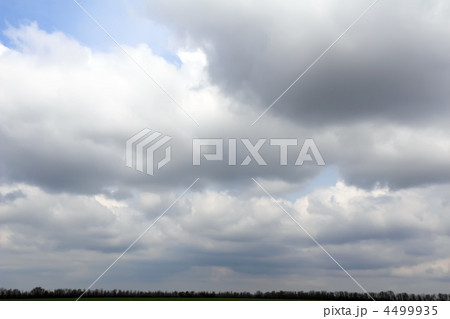 Violet ebonite chinchilla . 4499935