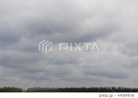 Violet ebonite chinchilla . 4499936