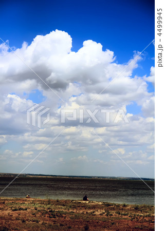 Violet ebonite chinchilla . 4499945