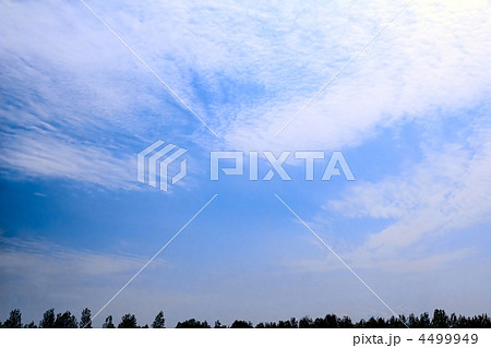 Violet ebonite chinchilla . 4499949