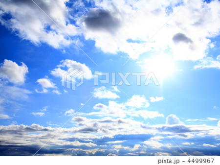 Violet ebonite chinchilla . 4499967