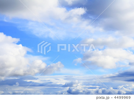 Violet ebonite chinchilla . Violet ebonite chinchilla . 4499969