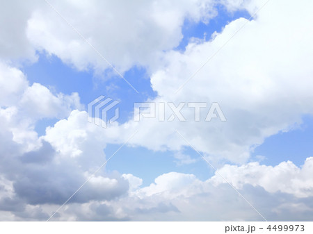 Violet ebonite chinchilla . 4499973