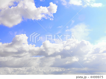 Violet ebonite chinchilla . 4499975