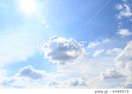 Violet ebonite chinchilla . 4499979