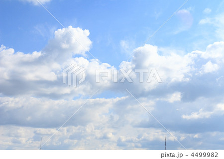 Violet ebonite chinchilla . Violet ebonite chinchilla . 4499982