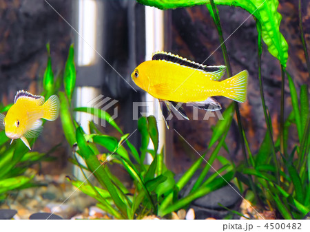 Aquarium Fish- Cichlid Hummingbird Yellow. 4500482