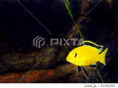 Aquarium Fish- Cichlid Hummingbird Yellow. 4500484