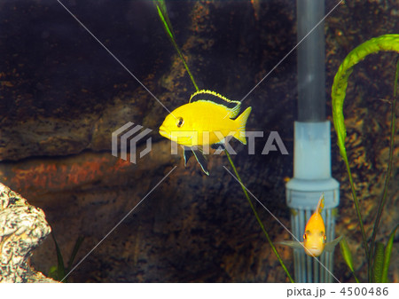 Aquarium Fish- Cichlid Hummingbird Yellow. 4500486