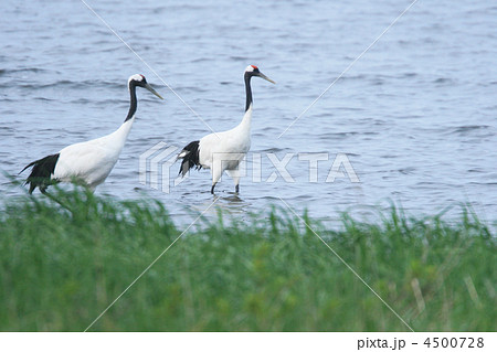川辺のタンチョウツル 4500728