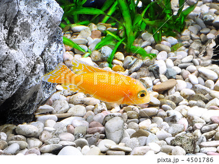 Aquarium Fish dwarf Cichlid-Aulonocara. 4501786