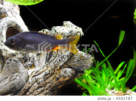 Aquarium Fish dwarf Cichlid 4501787
