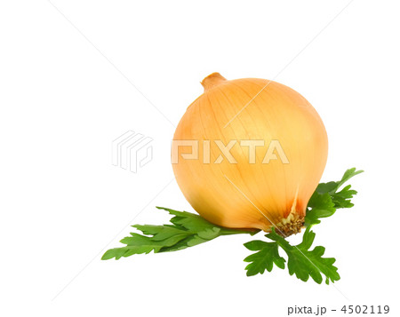 Onion  . Isolated 4502119