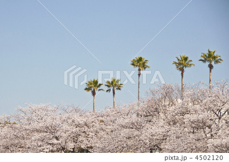ヤシと桜 4502120