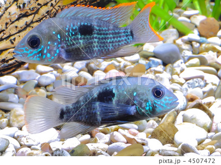 Aquarium Fish dwarf Cichlid-Apistogramma nijsseni. 4507472