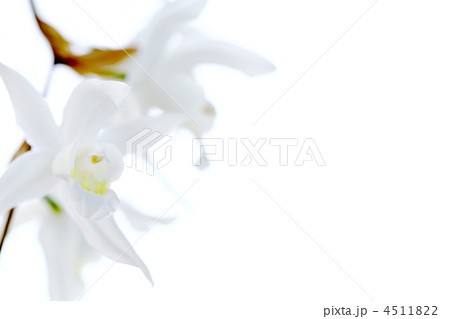 洋蘭セロジネ　白バック　クローズアップ 4511822