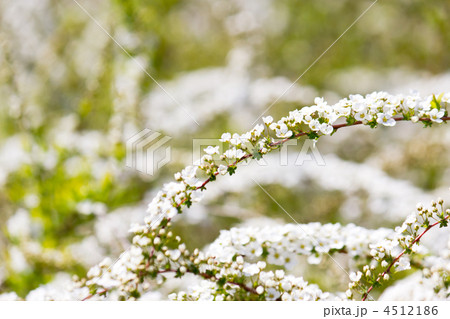 ユキヤナギ 4512186