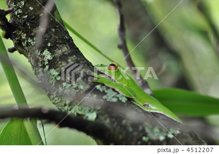 森に棲むカエル 4512207