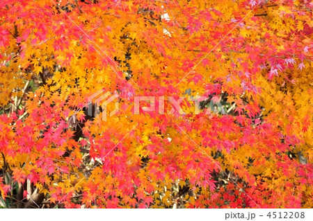 真っ赤なもみじ 4512208
