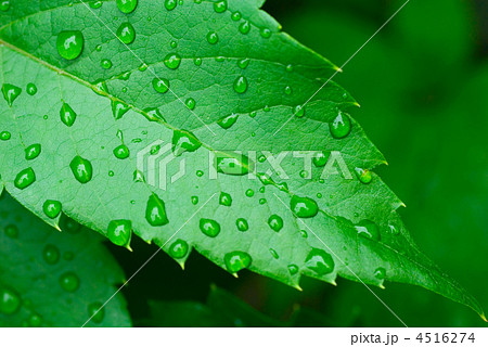 droplets on leaf - shallow focus droplets on leaf - shallow focus 4516274