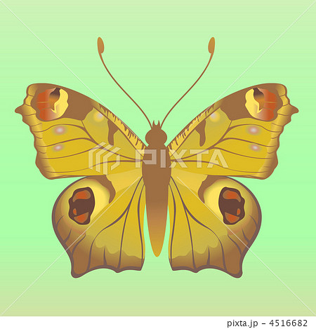 butterfly butterfly 4516682