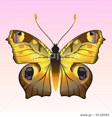 butterfly butterfly 4516684