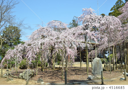 しだれ桜 しだれ桜 4516685
