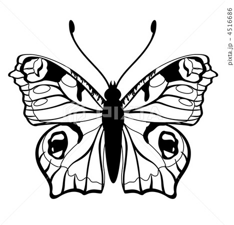 butterfly butterfly 4516686