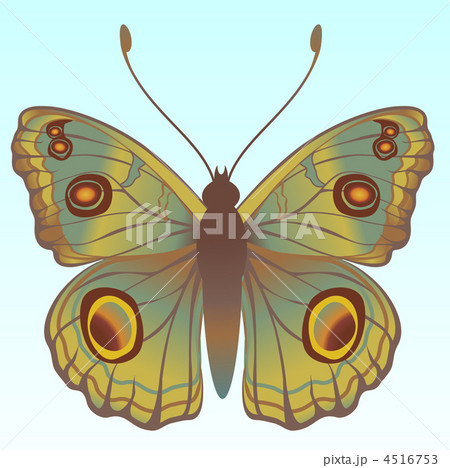 butterfly 4516753