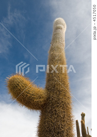 Cardon cactus at Isla de Pescador, bolivia Cardon cactus at Isla de Pescador, bolivia 4517050