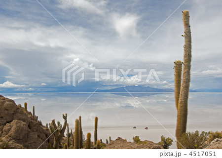 Cardon cactus at Isla de Pescador, bolivia Cardon cactus at Isla de Pescador, bolivia 4517051