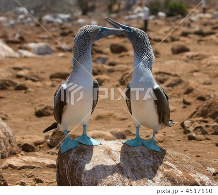 blue-footed boobies 4517110