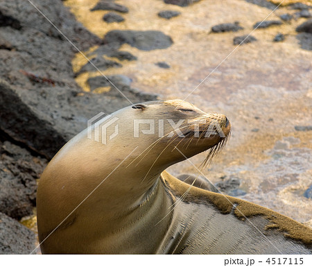 sea lion 4517115