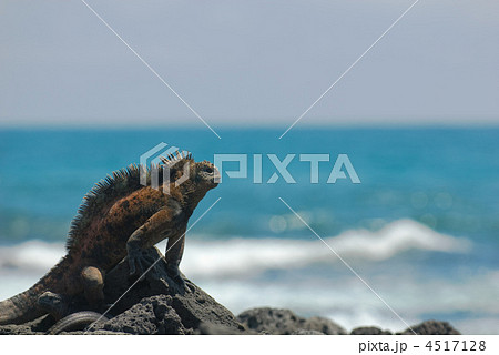 marine iguana on the rocks marine iguana on the rocks 4517128