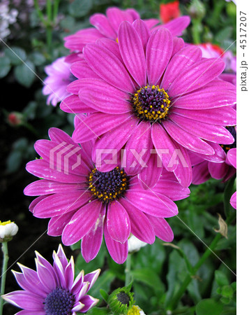 オステオスペルマム（セレニティダークパープル） 4517207