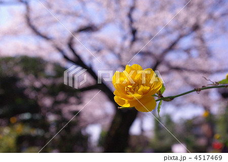 山吹の花 4517469