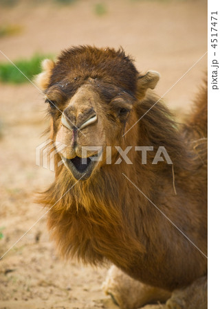 Camel's head 4517471