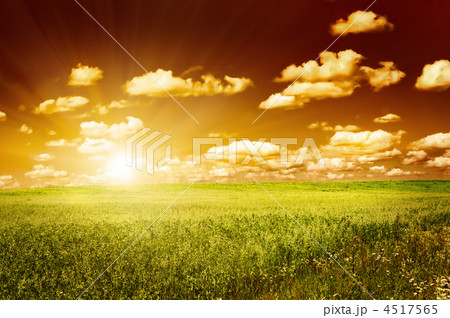 green field with blooming flowers and red sky 4517565