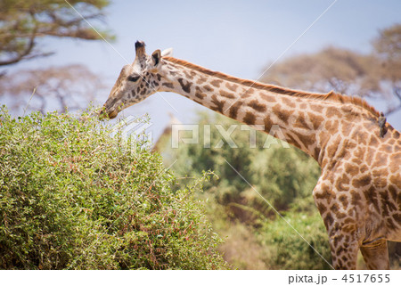 giraffe and a tree giraffe and a tree 4517655