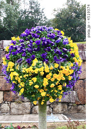 パンジー パンジー 4519374