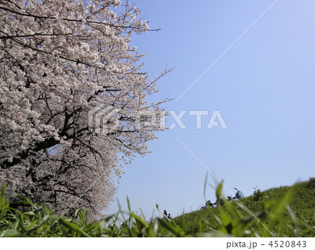 多摩川 4520843