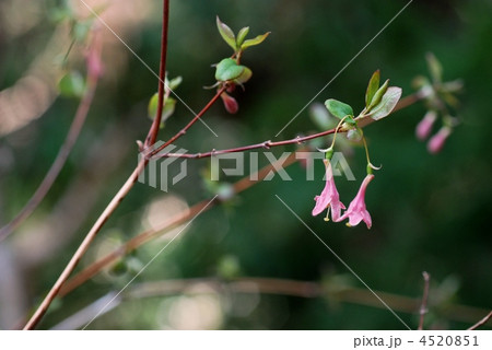 ウグイスカグラ 4520851