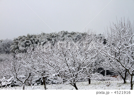 一面の銀世界 一面の銀世界 4521916