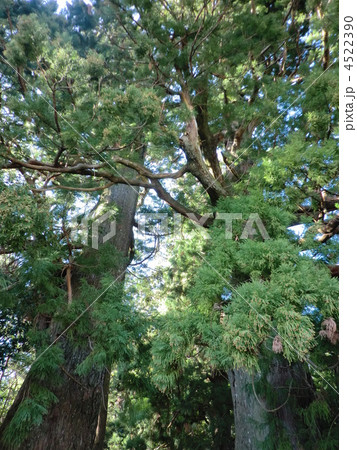 大門坂の夫婦杉 4522390