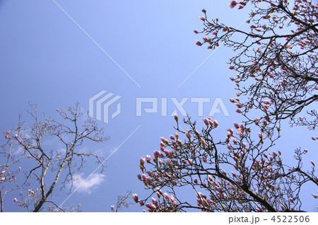 4月　シモクレン・モクレン科32 4522506