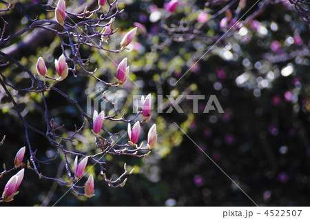 4月　シモクレン・モクレン科33 4522507